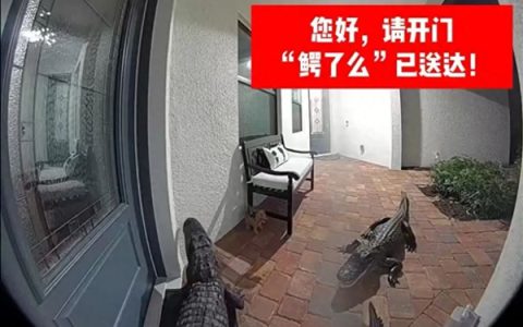 美国俩巨鳄突然造访民宅 进门前先“敲门”