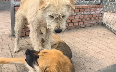 国外爆火的下司犬竟是贵州土狗：纯种能卖到20多万！
