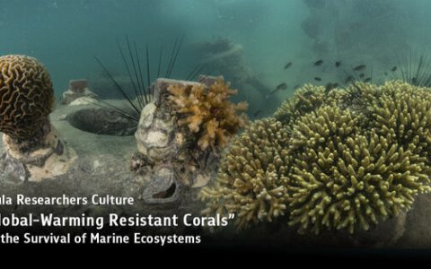 Chula Researchers Culture "Global-Warming Resistant Corals" for the Survival of Marine Ecosystems