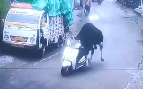 印度一头牛被监控拍到偷骑摩托车：撞墙后淡定离开