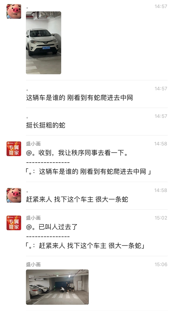 可怕！剧毒眼镜王蛇地库里爬进丰田荣放车头