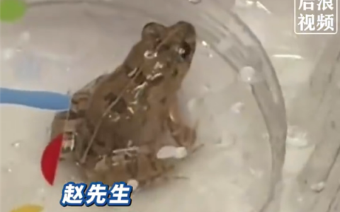 女子盒马买生菜清洗发现活体青蛙 因喜欢小动物决定饲养