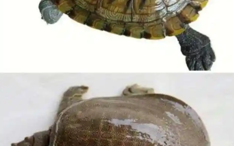 鳖看起来那么弱 为什么龟没有完全淘汰掉鳖