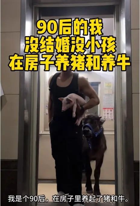 出租房里养牛 激励自己别当牛马 小伙3个月被房东赶走2次