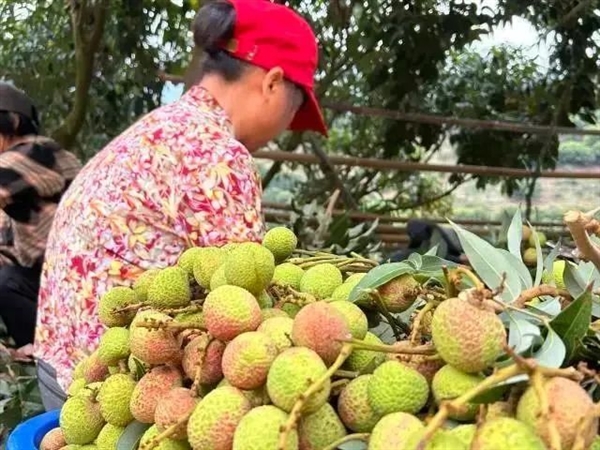 荔枝大丰收！10种热门荔枝口感大PK 一次说清