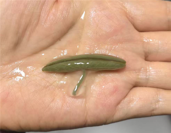 这种长在水里的菜：能鲜掉你的舌头！