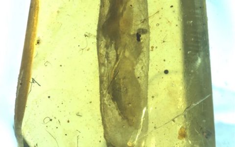 我国科学家发现约1亿年前僵尸昆虫：将一起源时间前推3000万年