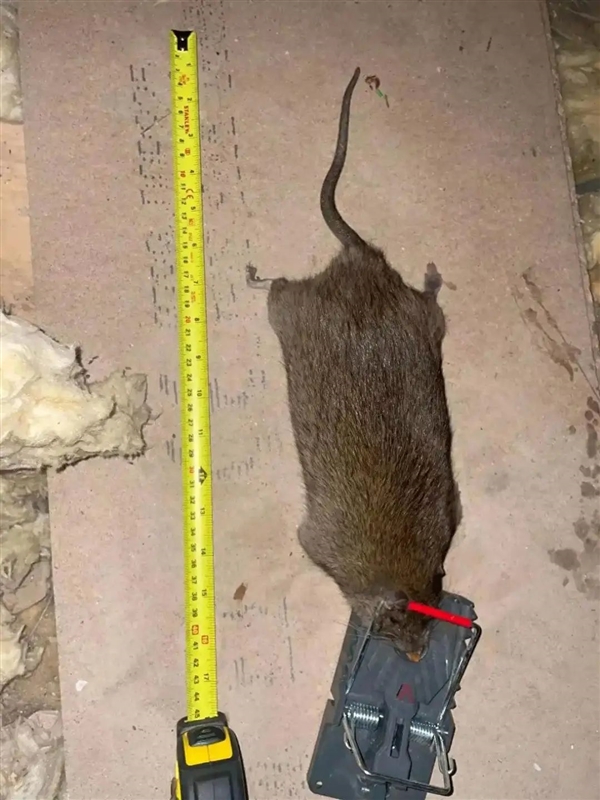 “变异”老鼠正在席卷澳洲！超50%有抗药基因 不会被灭鼠药杀死