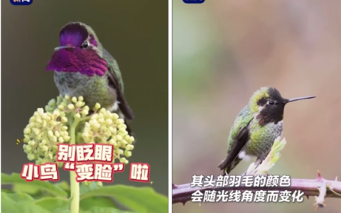 网红“川剧变脸鸟”骗了千万网友！是时候看看它真身了