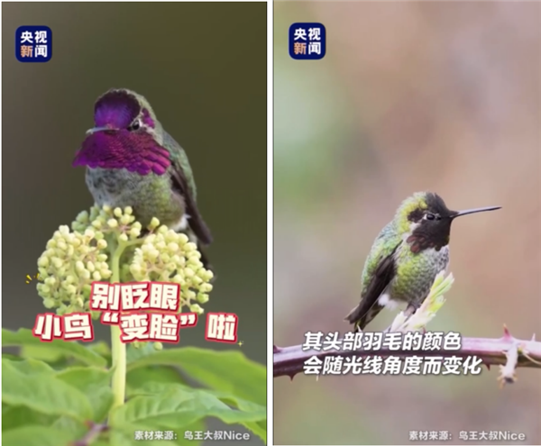 网红“川剧变脸鸟”骗了千万网友！是时候看看它真身了