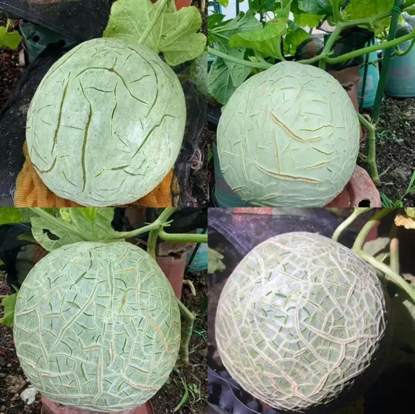 哈密瓜身上的的纹路居然是肥胖纹！第一次和水果共情了
