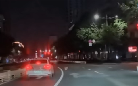 华为救了一条狗命
