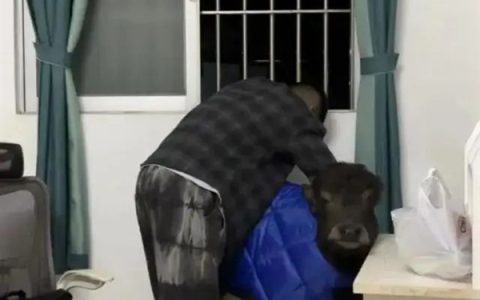 出租房里养牛 激励自己别当牛马 小伙3个月被房东赶走2次