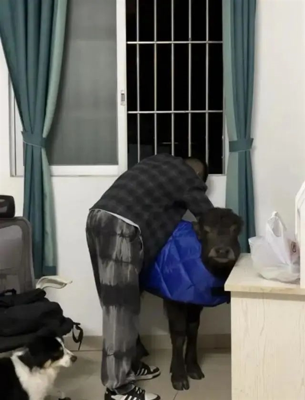 出租房里养牛 激励自己别当牛马 小伙3个月被房东赶走2次