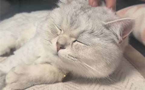 猫咪16楼掉落竟毫发无伤 网友：只剩8条命了