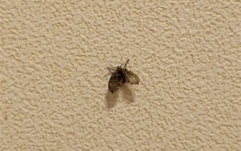 这种虫子 看到1只 你家里就有了1万只——不是蟑螂