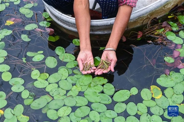 这种长在水里的菜：能鲜掉你的舌头！