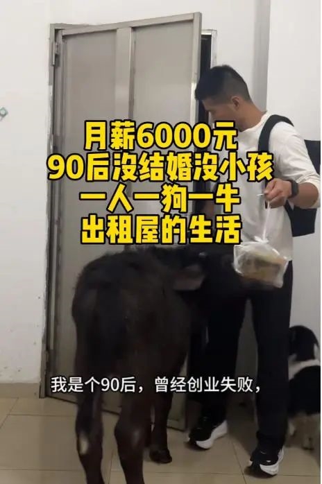 出租房里养牛 激励自己别当牛马 小伙3个月被房东赶走2次