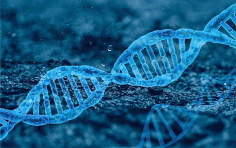 新成就！中国科学家成功实现哺乳动物器官完全再生