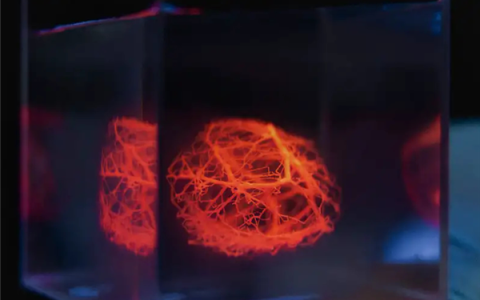 科学家成功为人工器官3D打印血管网络：计划5年内在猪身上3D打印器官