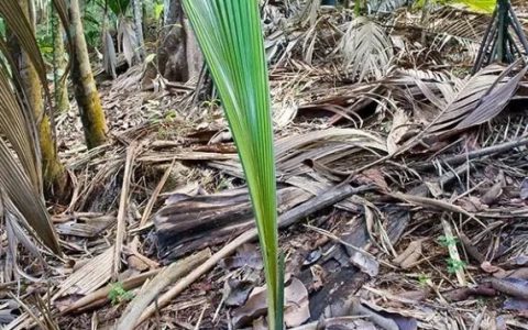 种子长得像人类臀部的植物：可能是最独特的物种之一！