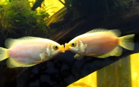 接吻才不是外国的习俗！中国古人接吻比你想得早多了