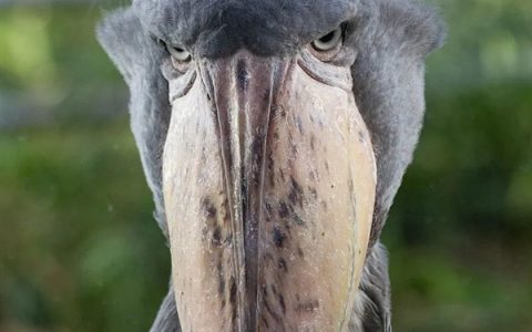 这种野生动物会向你鞠躬 允许你靠近：但是 它们真的很可怕