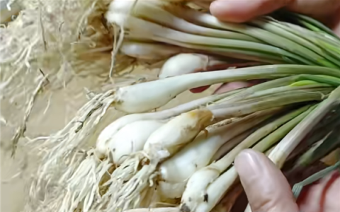 这种长得像蒜的蔬菜 南方人超爱！打赌北方人没吃过也没见过