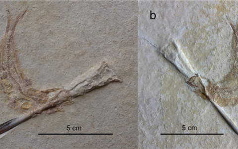 一亿多年前的地层 惊现大量被“铁钉”穿喉杀死的鱼