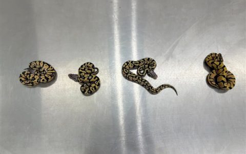 女子在内衣塞4条蟒蛇入境被查：都还活着