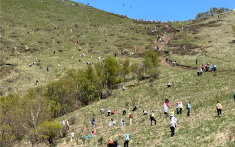 数千人涌入割韭菜：北京的这座山被“薅秃了”