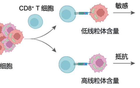 中科院新突破：纳米技术精准诱导肿瘤细胞自毁防线