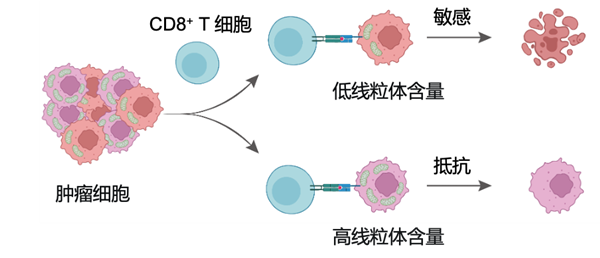 中科院新突破：纳米技术精准诱导肿瘤细胞自毁防线