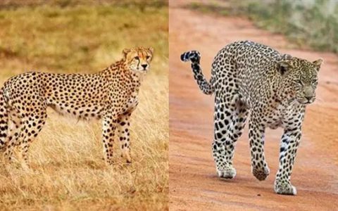 猎豹也是猫科动物：为什么它不能像花豹一样擅长爬树