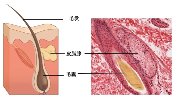 真的想问：下巴凸起的小颗粒 到底是什么呀！