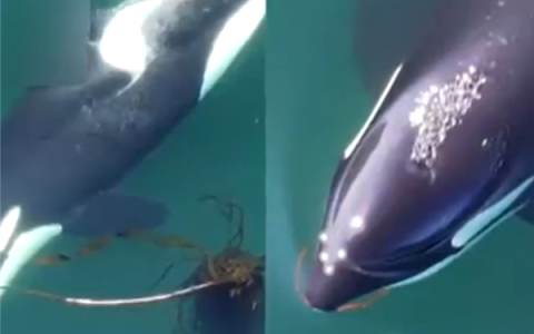 科学家发现虎鲸爱搓澡：用的是你喜欢吃的海带