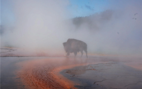 女子拍到野牛跌入温泉被活活煮死：可煮到只剩骨头！