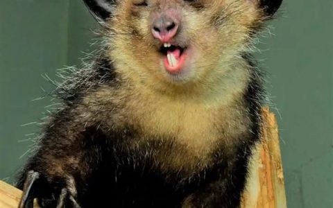 喜欢挖鼻孔的你跟它一比就是青瓜蛋子！