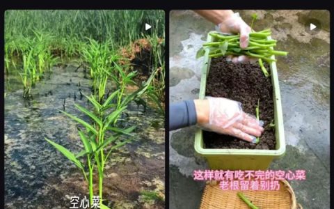 最懂“牛马”的蔬菜！给水就能活