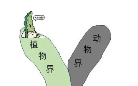 误会大了！海带竟然不是植物