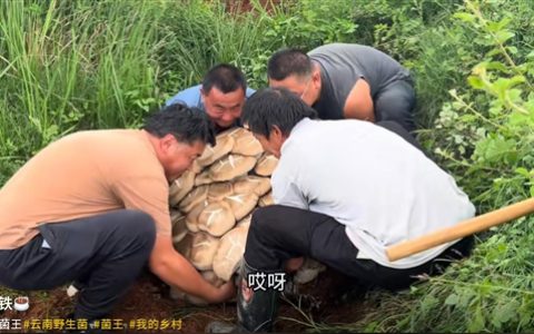 云南现80公斤巨无霸“菌王”：4名壮汉才能搬得动