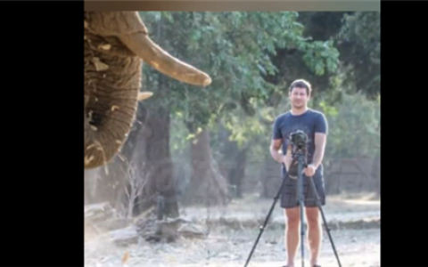 39岁富豪CEO被6吨重大象踩踏身亡 持续踩了30秒：网友直呼太惨了