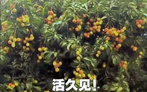广西灵山惊现“百变荔枝王”！一棵荔枝树上竟然结出30种荔枝