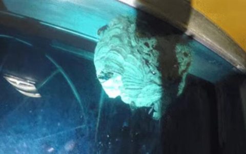 男子捅自家20厘米马蜂窝 反遭“群殴”蜇伤 紧急求助119