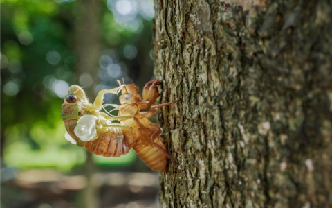 一天净赚2000元！知了猴怎么就火出圈了