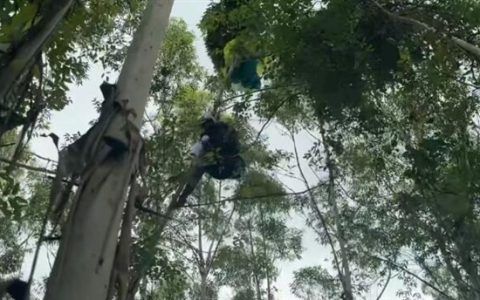 女子学滑翔伞 起飞十几秒突然坠落 大树救一命