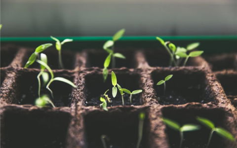 改写光合作用！麻省理工科学家让植物加速生长