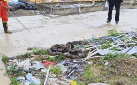 贪吃蛇一口气连吞8只鸡 结果吃太撑全吐出来了