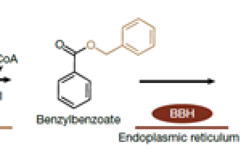 中国科学家破解水杨酸合成之谜 有望改写教科书