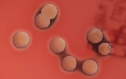 10岁男孩海边磕破脚后跟险些丧命：血压下降出现休克征兆